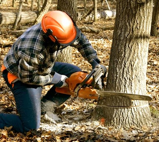 Tree Removal in Kiester, MN